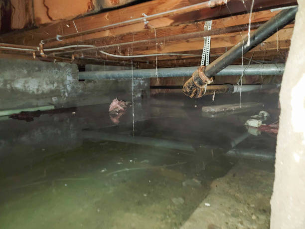 Best Sewage cleanup and water damage restoration  in Nicholls, GA