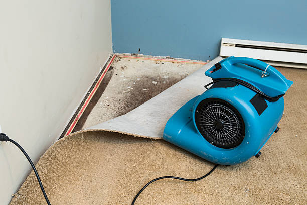 Best Water damage contractors near me  in Nicholls, GA